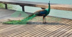 Princess Island – Angra dos Reis